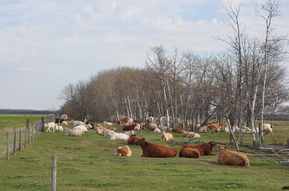 The Crown lands program needs to strike a balance between continuity for established producers and opening opportunities  for new ones.