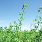Manitoba’s hay crop has rebounded, but not fully recovered, from a slow start to the season.