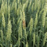 Crops are stagey this year, making finding the right window for fusarium head blight fungicide applications an even 
tougher target.
