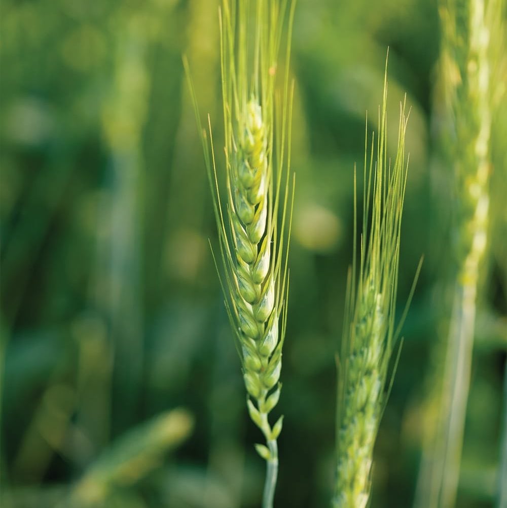 GM wheat mystery in Alberta