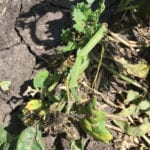 Manitoba’s canola stands took a beating with hail in southern Manitoba June 14, but experts are optimistic about the chance of recovery.