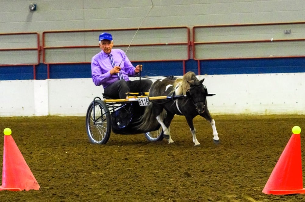 Rod Hart threads through the progressive cones course at the 2018 Manitoba Summer Fair horse show in Brandon June 6-10.