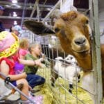 Young attendees get an up close encounter with farm animals during the petting zoo at the 2018 Manitoba Summer Fair June 6-10.
