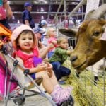 Kayci Cameron of Brandon gets acquainted with a curious goat at the 2018 Manitoba Summer Fair petting zoo.