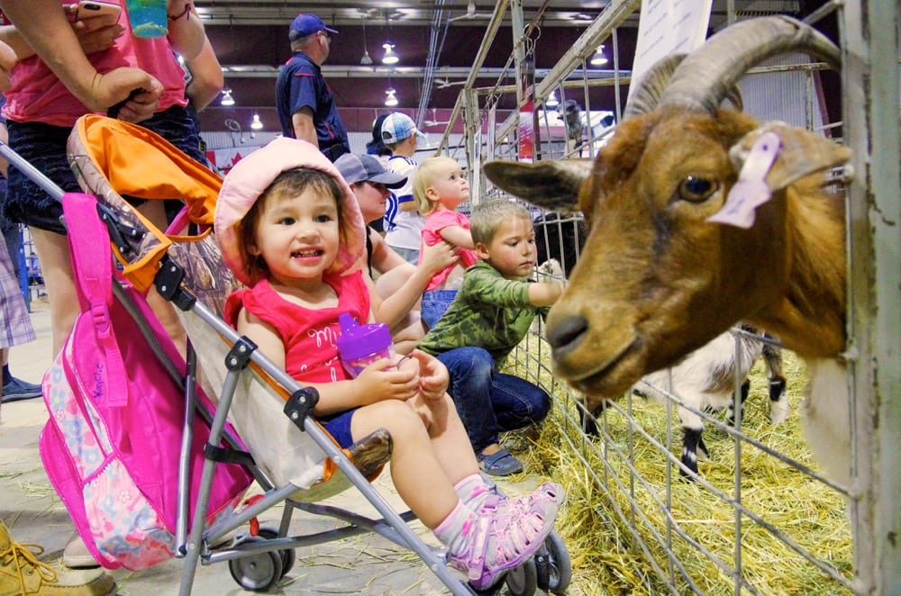 Kayci Cameron of Brandon gets acquainted with a curious goat at the 2018 Manitoba Summer Fair petting zoo.