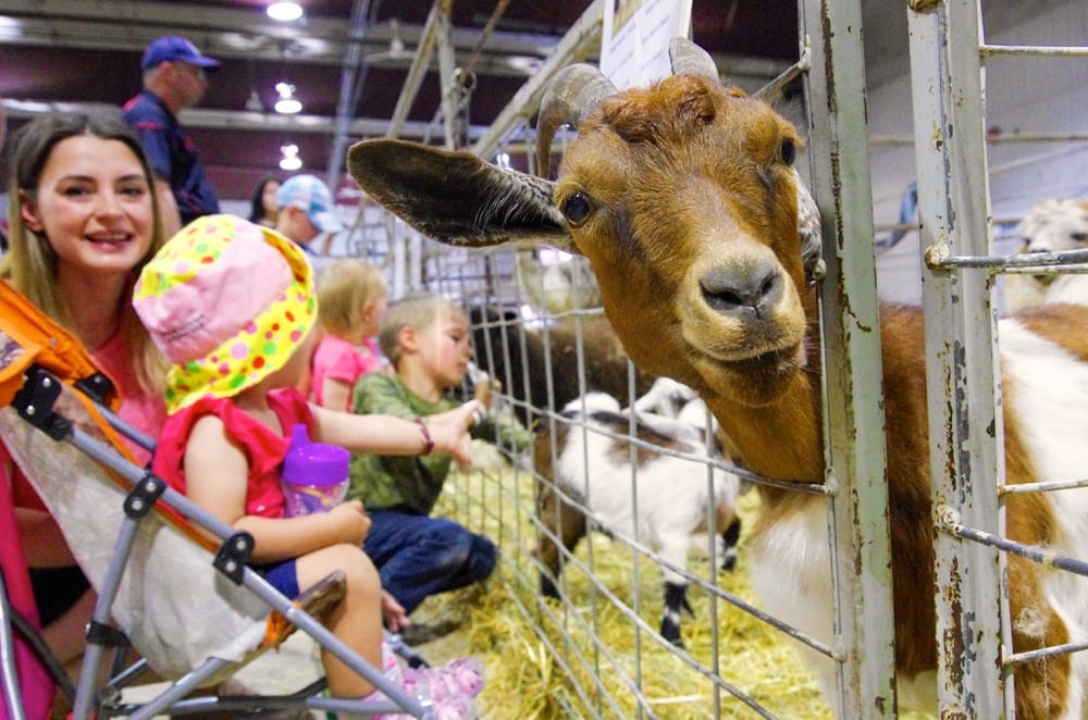 Young attendees get an up close encounter with farm animals during the petting zoo at the 2018 Manitoba Summer Fair June 6-10.
