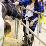 Amanda Earl gets in touch with one of the equines on display at the 2018 Manitoba Summer Fair petting zoo June 6-10 in Brandon.