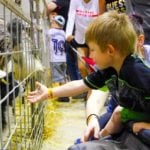 Young attendees get an up close encounter with farm animals during the petting zoo at the 2018 Manitoba Summer Fair June 6-10.