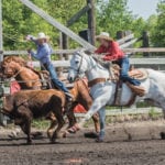 Madison McGee of Deloraine releases her lasso as her and Rayna Mortensen of Souris competed in the
junior team roping competition.