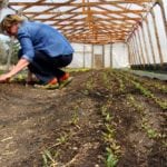 Don’t think high tunnels are just for crops like tomatoes or cucumbers, says Marilyn Firth co-owner of Almost Urban Vegetables near Winnipeg, who uses theirs to grow root crops like beets too. The farm’s three tunnels, including one steel framed and two wood frame add at least three weeks to either end of the growing season.