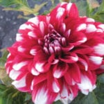 A decorative dahlia bloom.