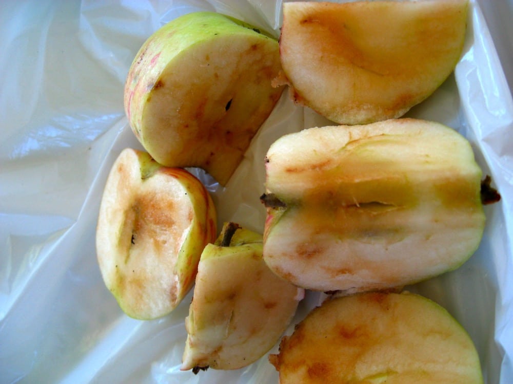 Cutting into these apples revealed the many brown tunnels made by maggots; the apples were inedible.
