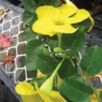 A yellow mandevilla is now available  to gardeners.
