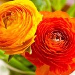 Ranunculus make great cut flowers and  come in vibrant colours.