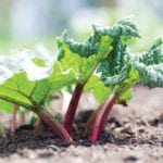The rhubarb plant is a staple of many farm gardens — and summer menus.