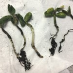 Soybean seedlings (right) exhibit the suddenly pinched and thin stem that might indicate disease, compared to healthy seedlings on the left.