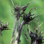Take-all infection causing shiny black discolouration of lower stem area of wheat plant and poor root development. Note black colour and almost absence of feeder roots.