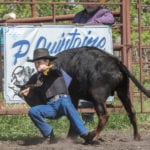 Ty Scott of Glenella works on his steer in the junior chute dogging competition.