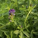 Over the weekend alfalfa has grown 2 inches in most fields and all fields are now in the early to late flowering stage.