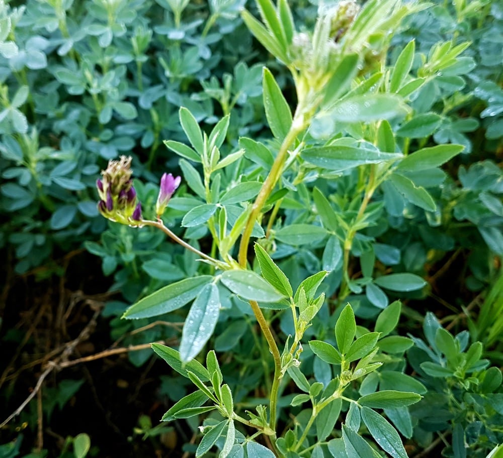 This field in the East Interlake has advanced to the flowering stage.