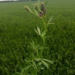 Alfalfa flowering at Winkler, Man.