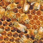 There’s a program to assist commercial Manitoba Beekeepers improve biosecurity and reduce bee disease, Manitoba Agriculture’s Rheal Lafreniere told honey producers June 16 during an event at Steppler Farms near Deerwood.