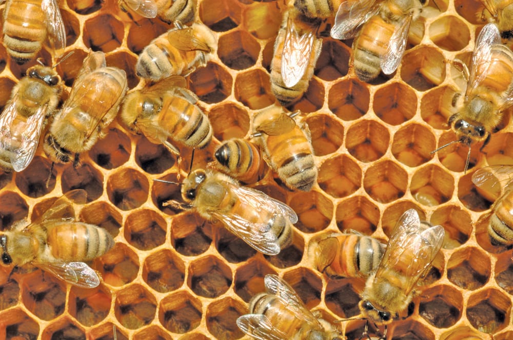 There’s a program to assist commercial Manitoba Beekeepers improve biosecurity and reduce bee disease, Manitoba Agriculture’s Rheal Lafreniere told honey producers June 16 during an event at Steppler Farms near Deerwood. 
