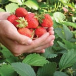There are U-pick operations around the province getting ready to greet
the season’s visitors.