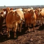 cattle in a feedlot