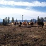 Cattle producers are “still culling heavily