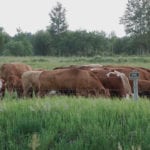 Getting stocking rates right is crucial for the success of any beef operation.