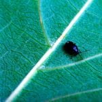 Flea beetles are present in Manitoba canola fields every year, but this year’s infestation is worse than usual.