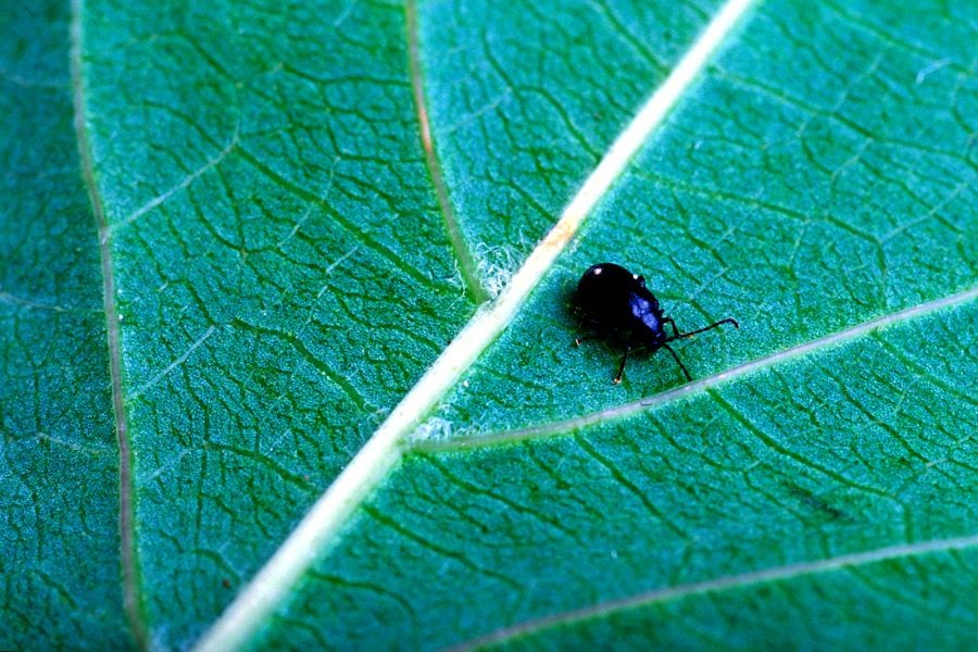 Flea beetles are present in Manitoba canola fields every year, but this year’s infestation is worse than usual.