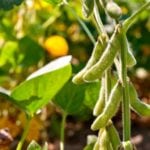 Chicago-traded soybean futures recently reached three-week highs as China announced to its buyers that its state-wide boycott of U.S. soybeans had ended.