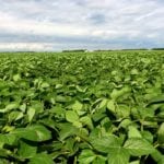 Soybean acres have grown rapidly in Western Canada in recent years, but there still isn’t a domestic crushing option.