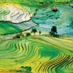 Higher carbon dioxide levels could negatively impact the nutritional value of rice, an important crop to many lower-income countries.
