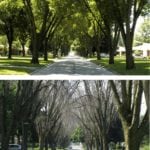 The U.S. Midwest has been fighting emerald ash borer for years. Seen here is a residential street in Toledo, Ohio. Both photos were taken in the summer. The first is from 2006 when emerald ash borer was first discovered, the second shows the near-total devastation the pest caused by 2009.