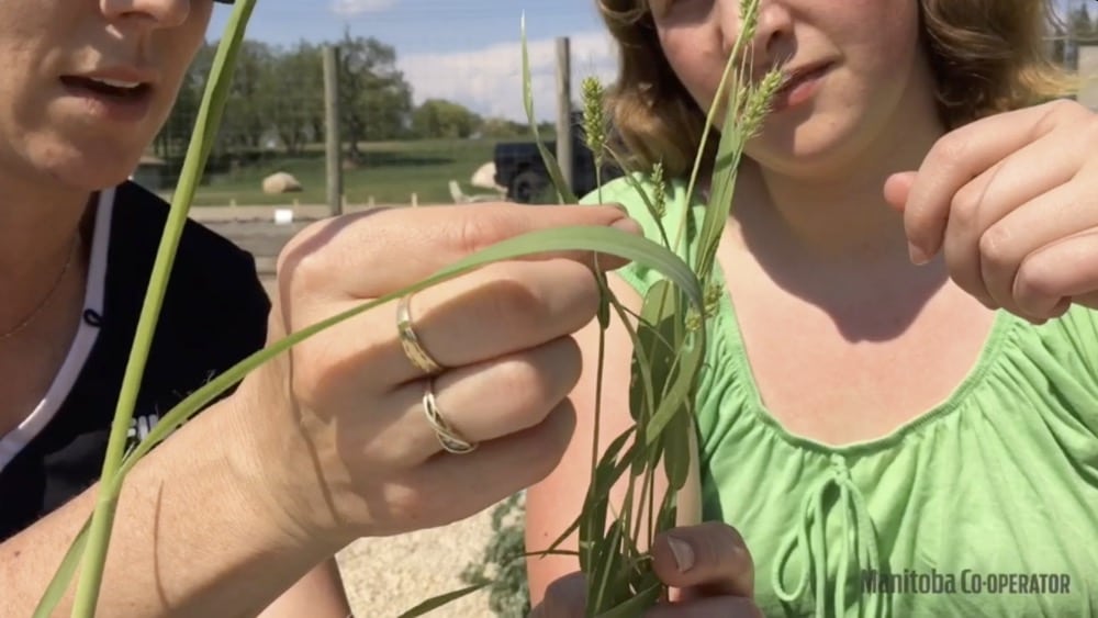 VIDEO: Weed ID day comes to Brandon