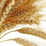 Canada’s top 10 wheat customers between August and March accounted for 74 per cent of wheat exports. 