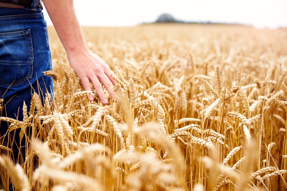 Farmer Walking Through Field Checking Wheat Crop