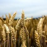 Prairie wheat bids down with U.S. futures