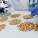 Canadian wheat is under the microscope following the discovery of an unapproved genetically modified variety in Alberta.