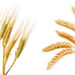 A Cereals Canada-Cigi merger would raise questions about Sask Wheat’s checkoff funding of Cigi.