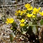 This past May recorded nearly five days above 30 C, plenty of warmth to welcome natural flora above ground.