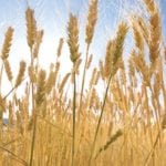 When Monsanto shelved its commercial GM wheat trials in 2004, many people thought the experiment was over, but other companies carried out their own tests in later years.