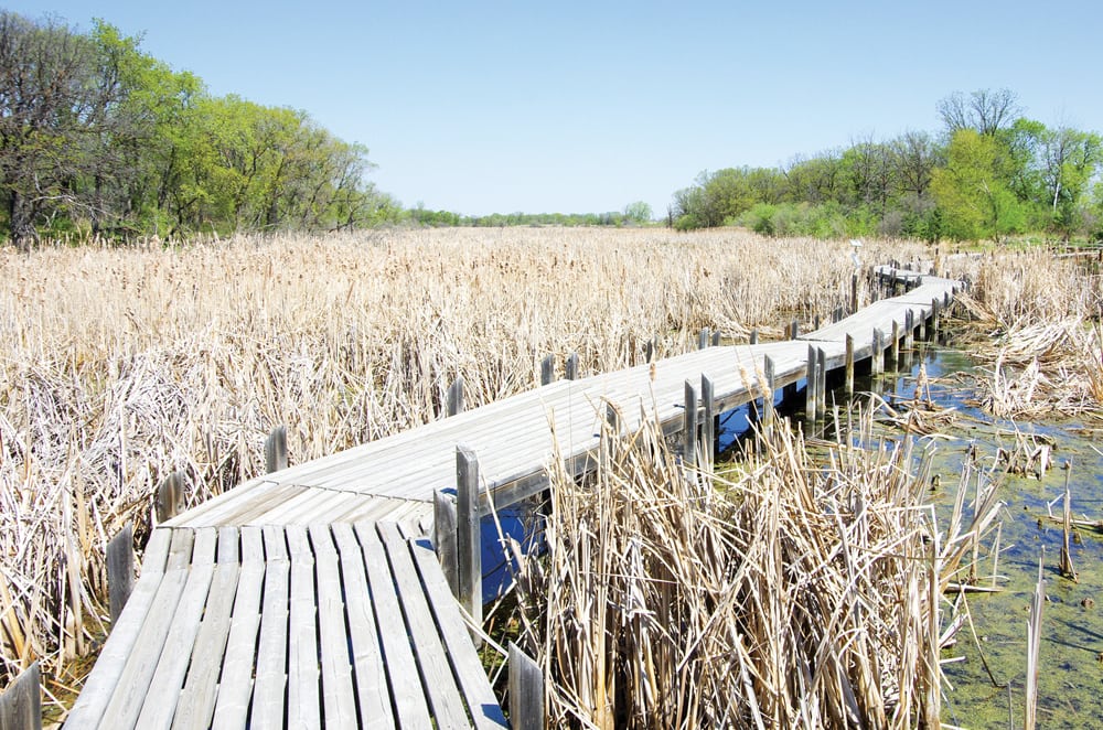 The wetlands boardwalk at Cypress River’s Millennium Park has stood as a roadside stop for over a dozen years, although the local conservation district says it’s starting to show its age.