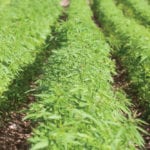 Hemp producers want a buffer between outdoor marijuana fields.