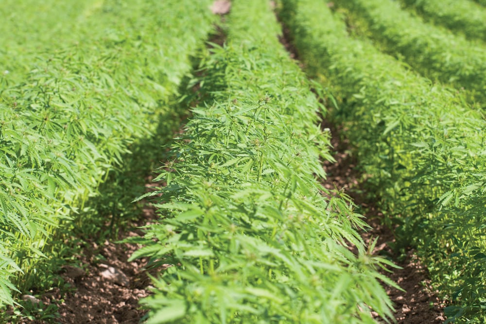 Hemp producers want a buffer between outdoor marijuana fields. 
