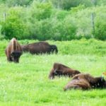Minnedosa's Oxbow Trail brings walkers past the fenced-off Bison Park and to an lookout point over the paddock.