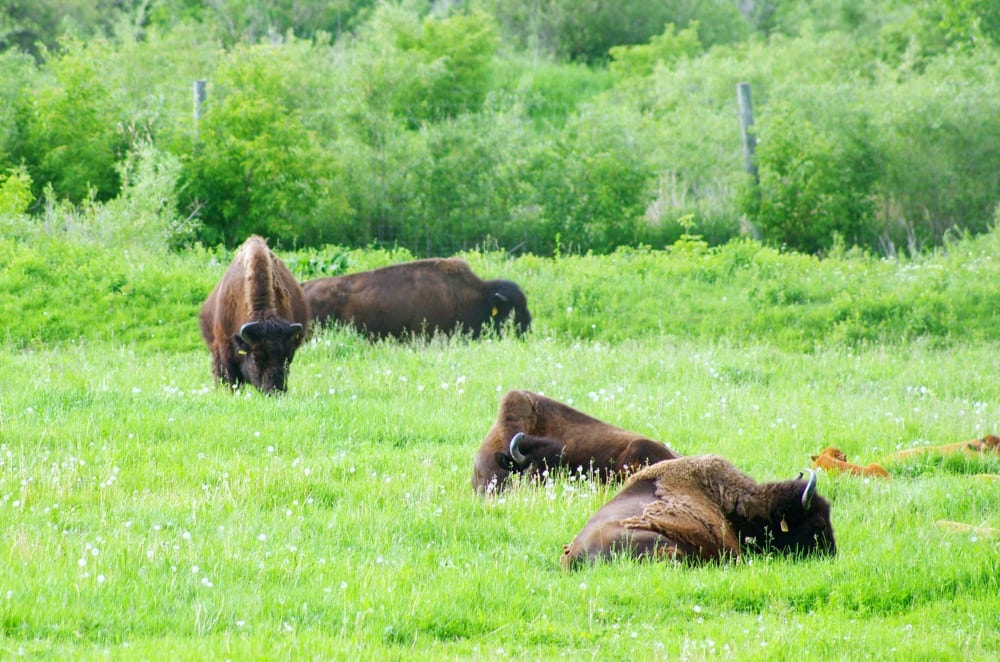 Minnedosa's Oxbow Trail brings walkers past the fenced-off Bison Park and to an lookout point over the paddock.